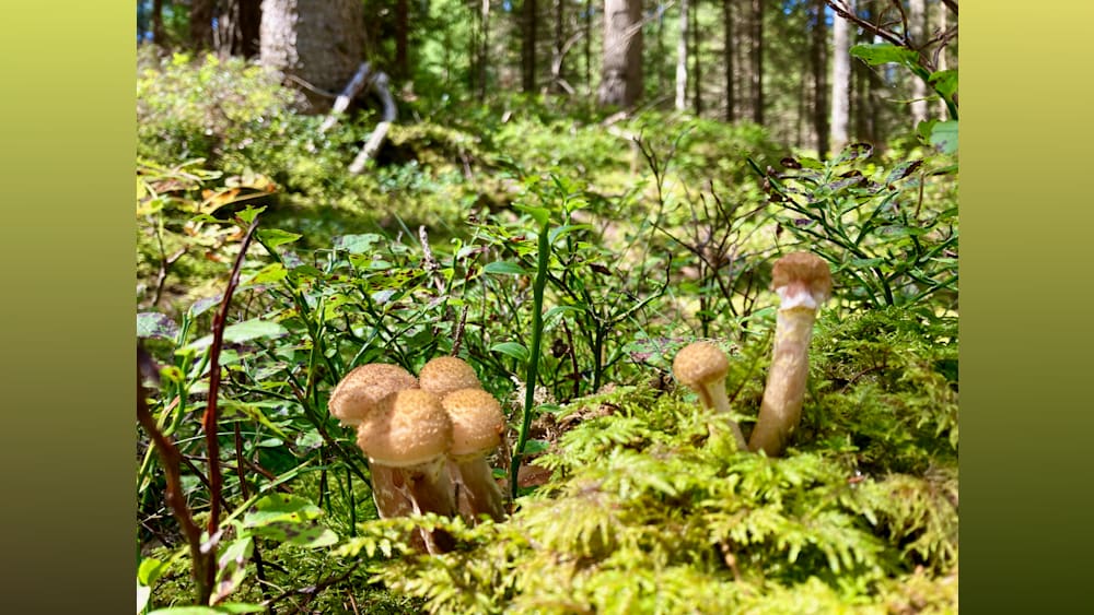 Mushrooms growing on moss on a forest floor.