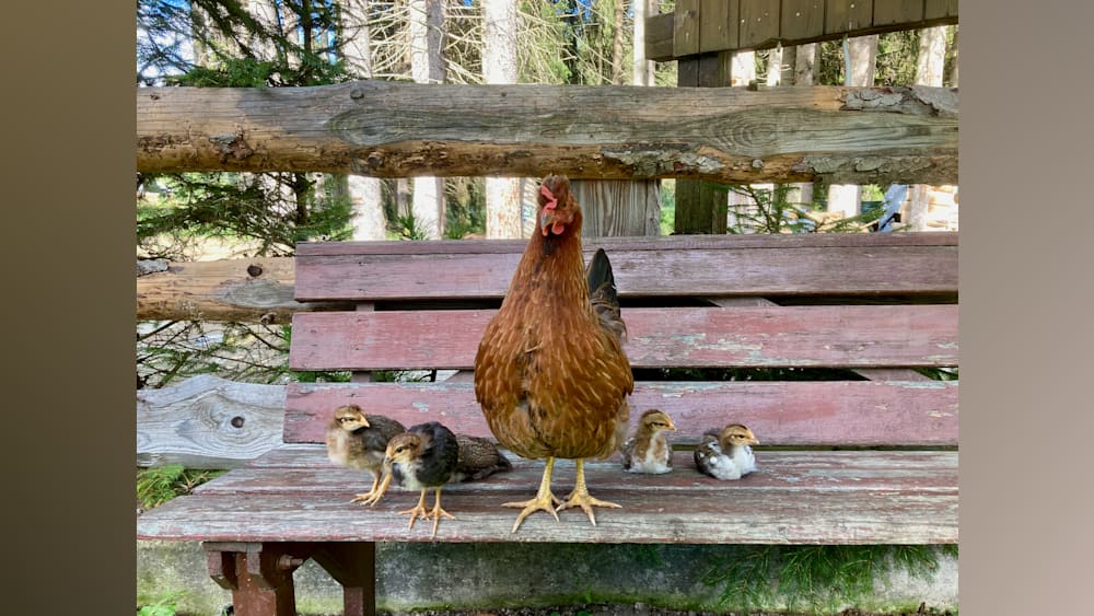 A rooster is standing on a wooden bench next to some chickens.