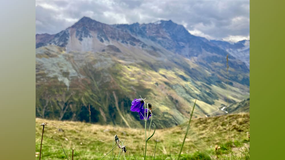 A purple flower blooms on a hillside with mountains in the distance.