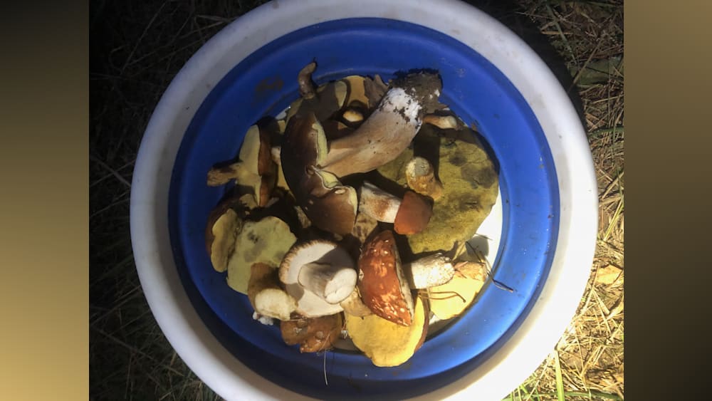 mushrooms in a blue bowl on a plate.