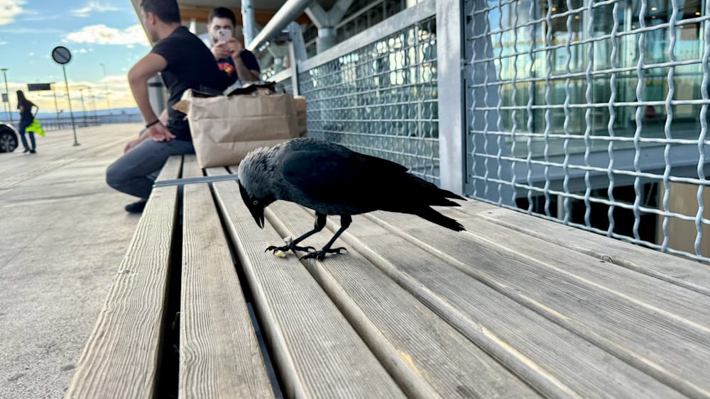 A crow standing on a bench and eating something off the ground.