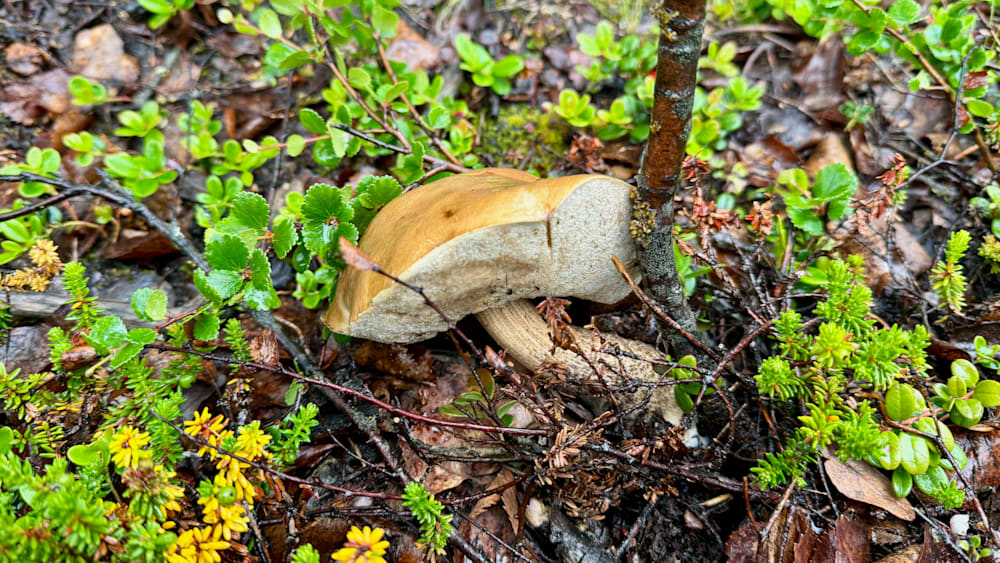 A closeup of a mushroom growing in the woods.