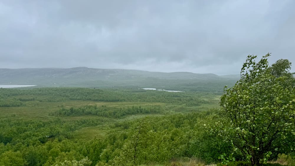 A forest with a lake in the middle of it.