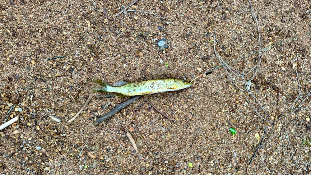 A fish is lying on the ground covered in dirt.