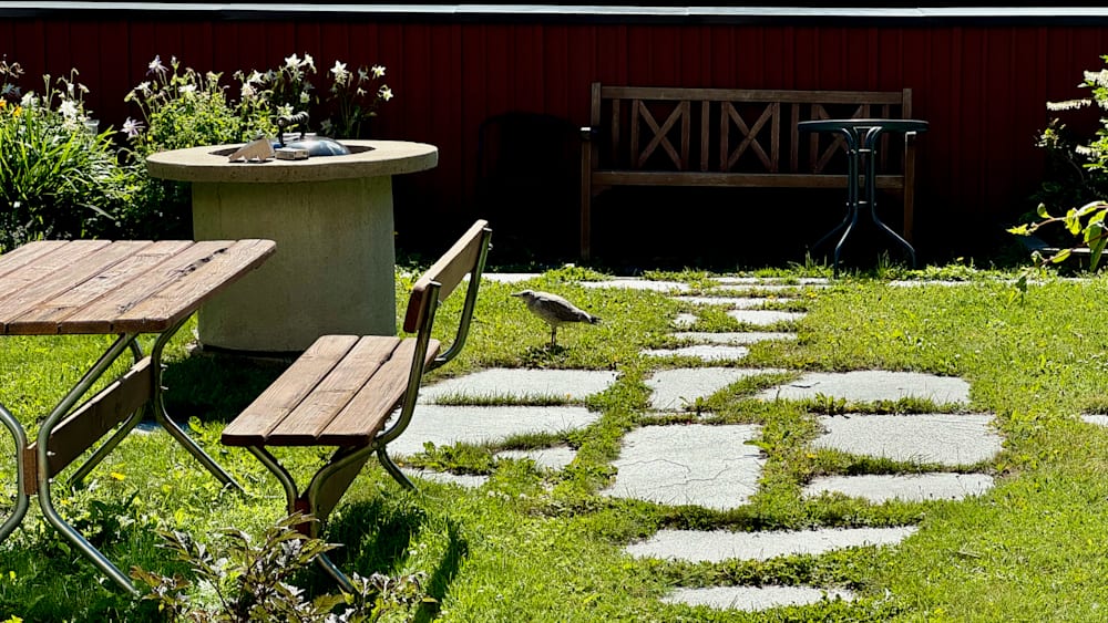 A bird is standing on a path that runs between two benches.