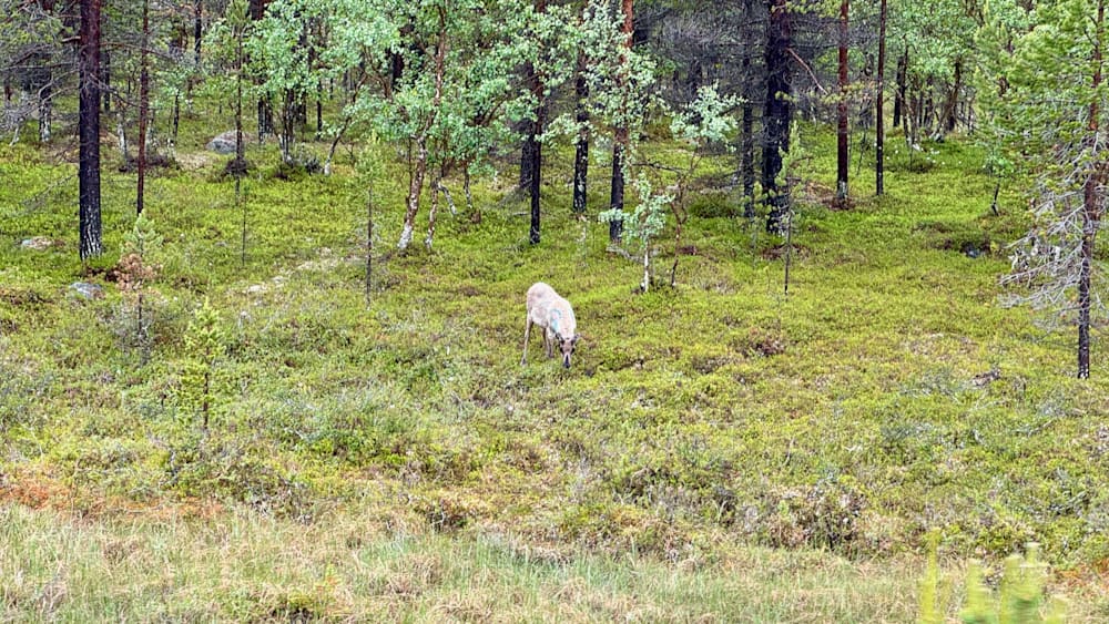 A deer grazing in a field with green grass and trees.