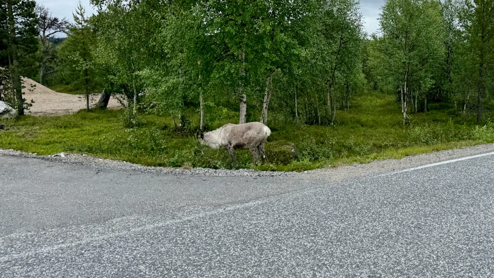 A car is waiting at a deer crossing the street.
