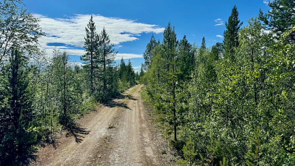 A road cuts through a wooded area with no cars in sight.