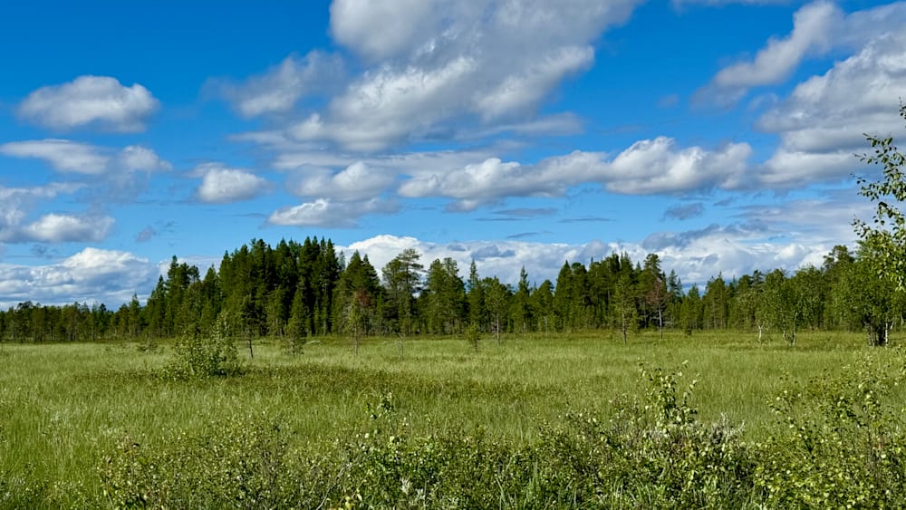A field with trees in it and the sky is blue.