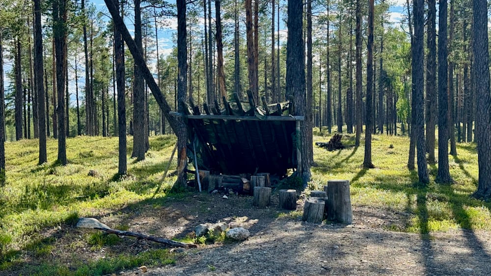 A dilapidated wood shed with several logs scattered around it sits in the shade of a tree in a forest.