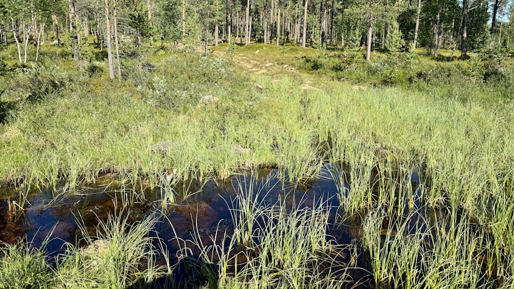 A field of tall grass next to a body of water with trees in the background.