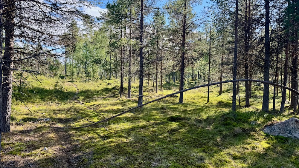 A large tree branch is broken and lying in the grass with the sun shining on it.