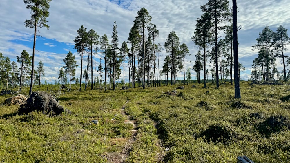 A path cuts through a grassy field with trees on both sides.