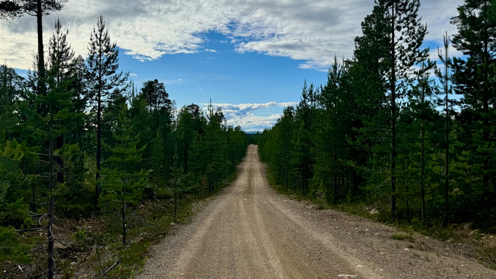 A road cuts through a wooded area with no cars in sight.