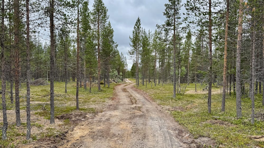 A dirt road cuts through a forest of pine trees.