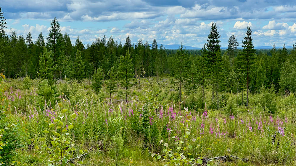 A field of wildflowers and trees with a blue sky in the background.