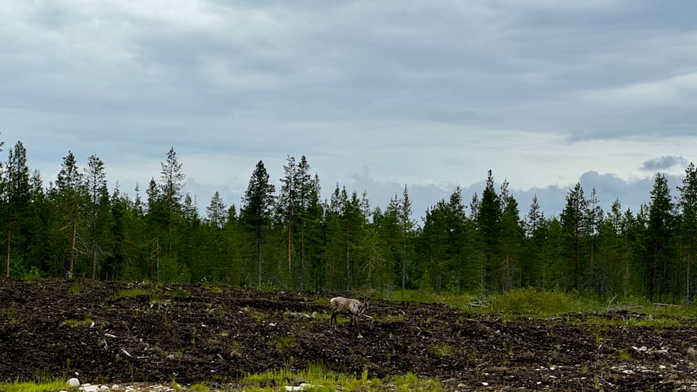 A reindeer walks across a field that has been plowed.