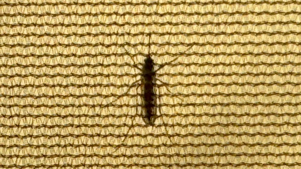 A brown and black bug is on a yellow cloth.