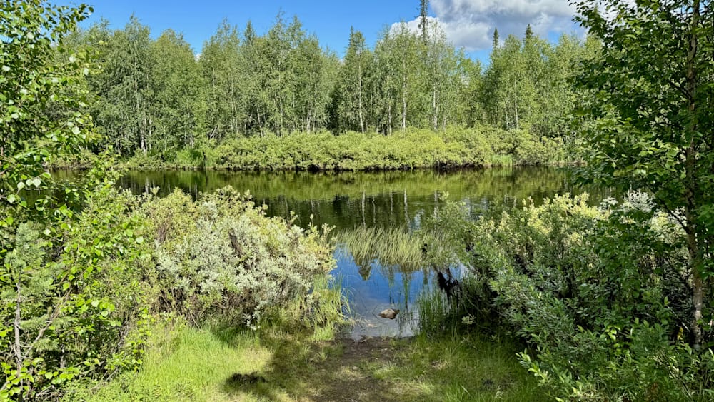 A river runs through a lush green forest, reflecting the trees and sky above it.