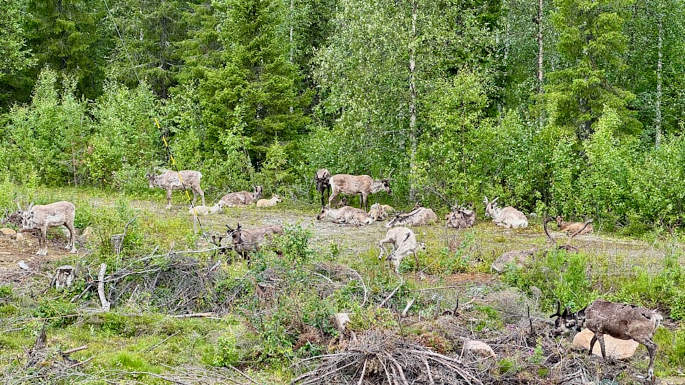 A herd of caribou grazing on grass in a forested area with trees.
