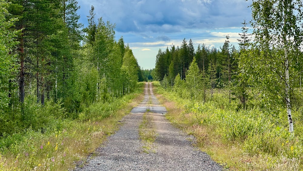 A gravel road through the woods is the only indication of human activity in this peaceful scene.