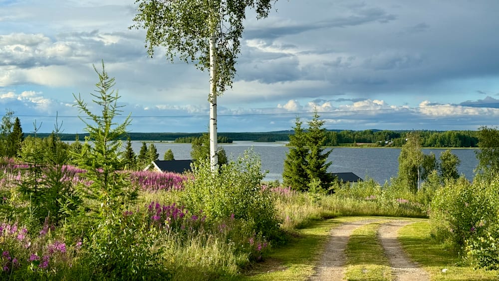 A road goes through a field of flowers and trees and is bordered by a lake.