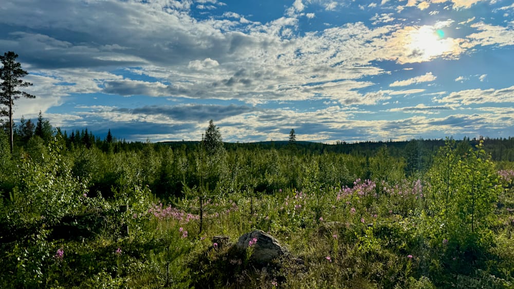 A field of flowers and trees with a large rock in the middle.