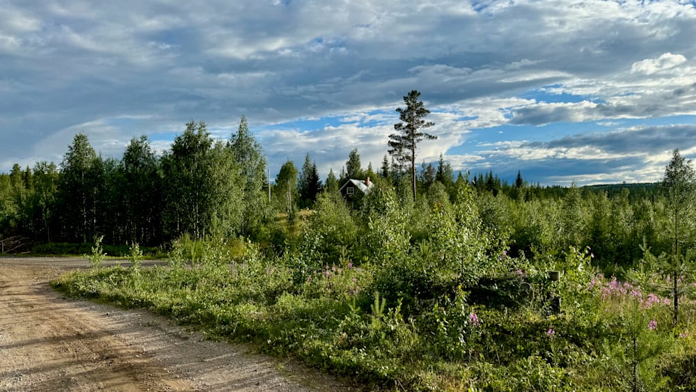 A forest with a small house in the woods surrounded by trees.