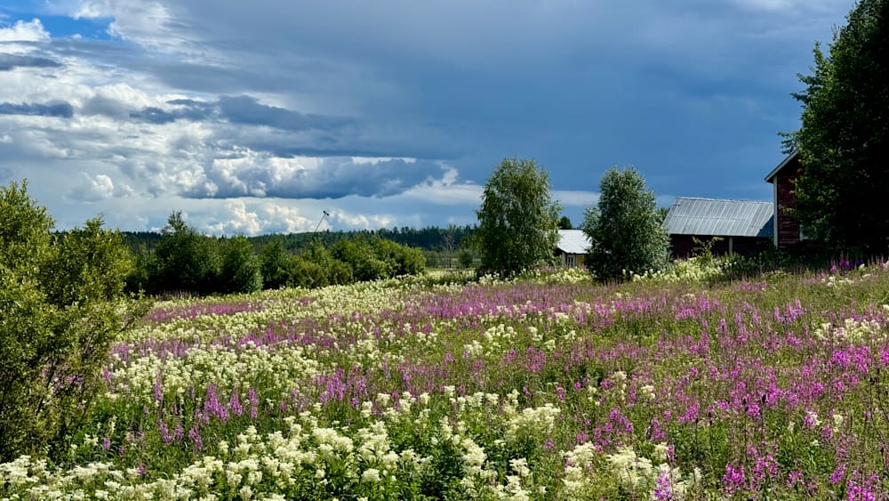 A field of flowers with a barn in the background under a cloudy sky.