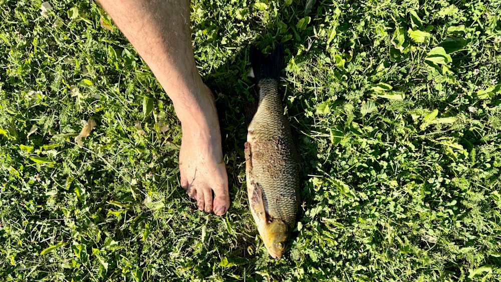 A fish is flopping around on the grass and a person's foot is nearby.