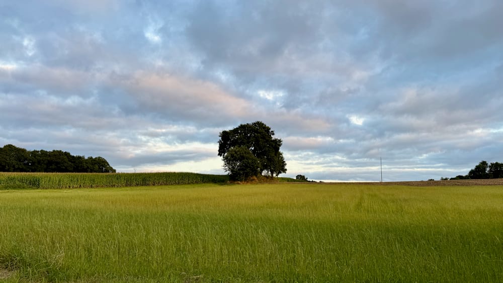 A tree is in the middle of a large, grassy field with a blue sky in the background.