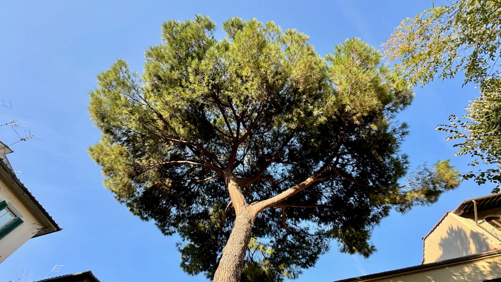 A large pine tree with a few branches and leaves against a bright blue sky.