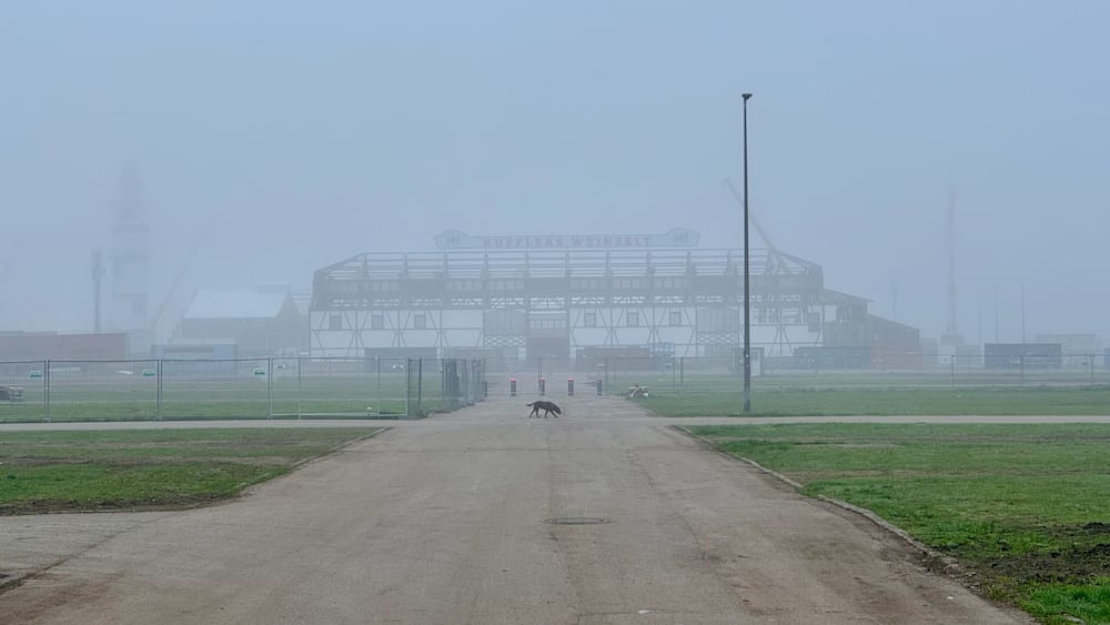 A large stadium with fog rolling in from the west and a cat walking across the road.