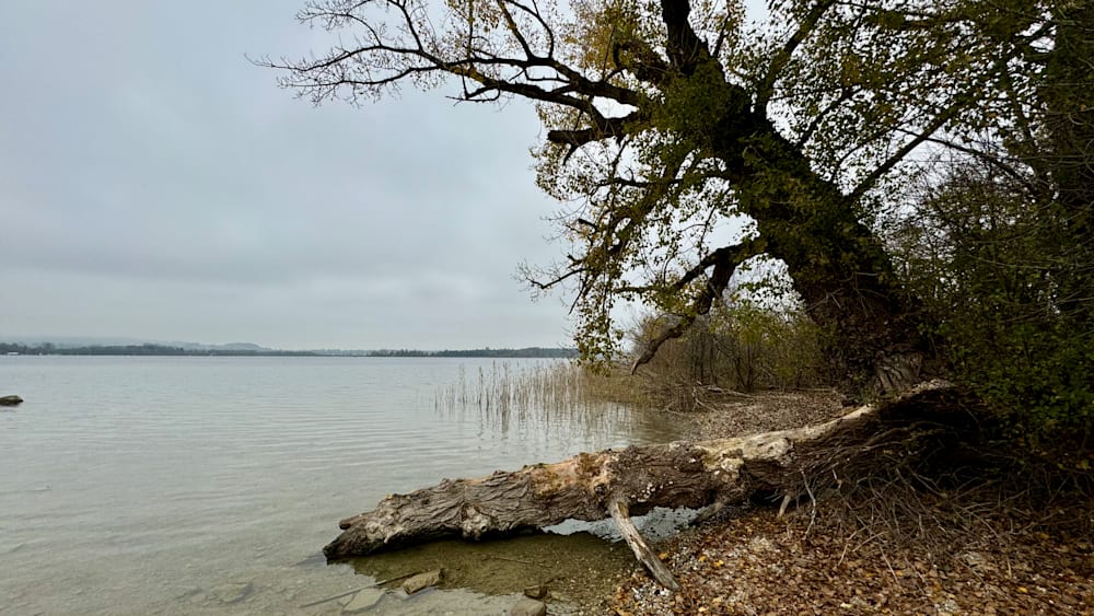 A large tree branch is floating on the water next to a shore.