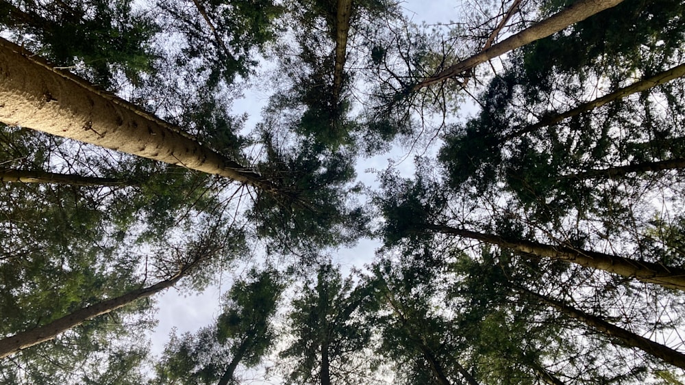 A closeup of a tree in a field with the sky in the background.