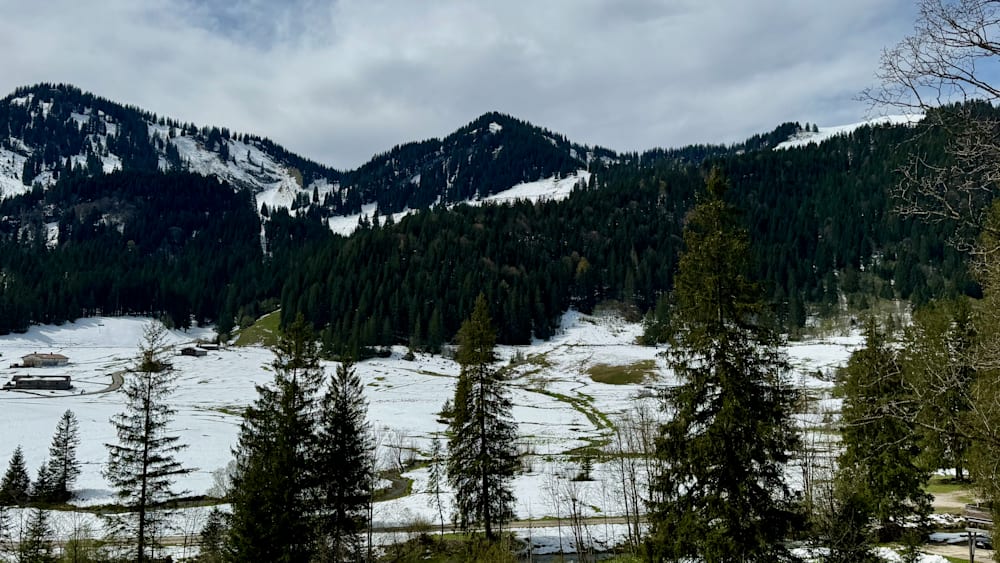 A forest of trees with snow on the branches and a road going through the area.
