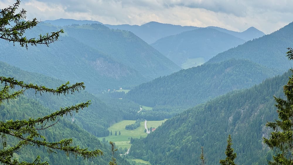 A forest with a road going through it and a mountain range in the distance.