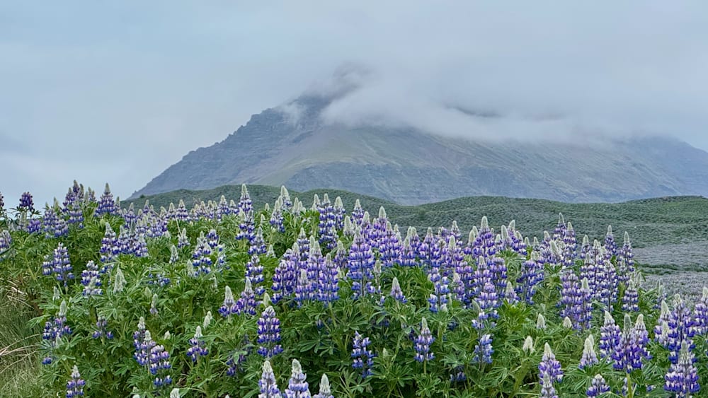 A field of flowers and a mountain in the distance.