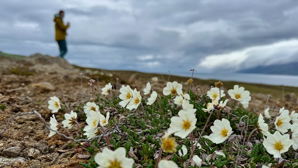 A field of flowers that are white and have the clouds in the background.