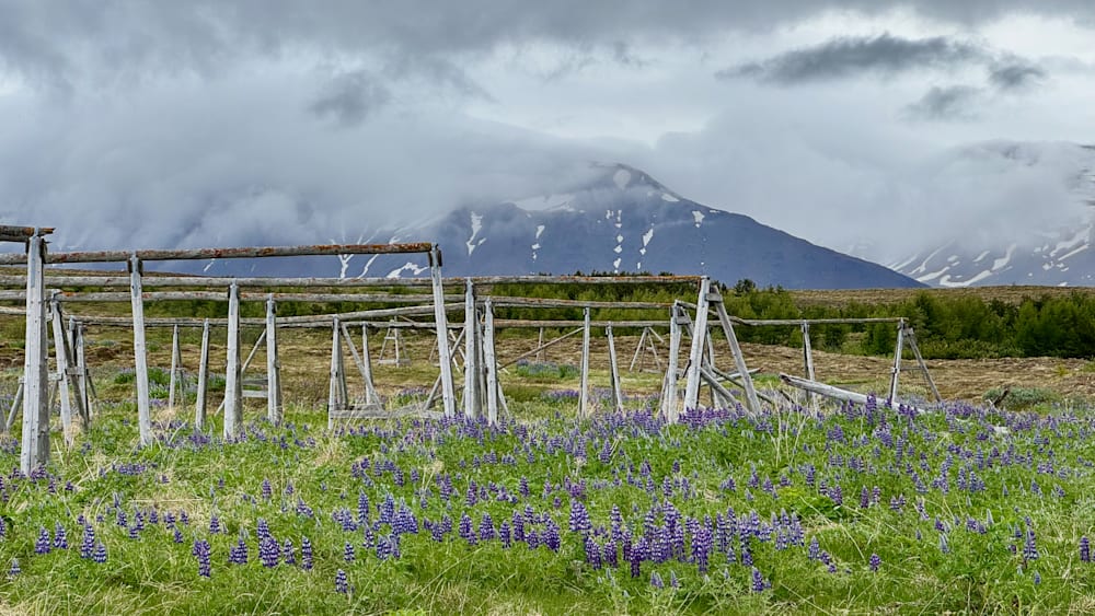 A field of flowers with a wood fence in the background on a cloudy day.