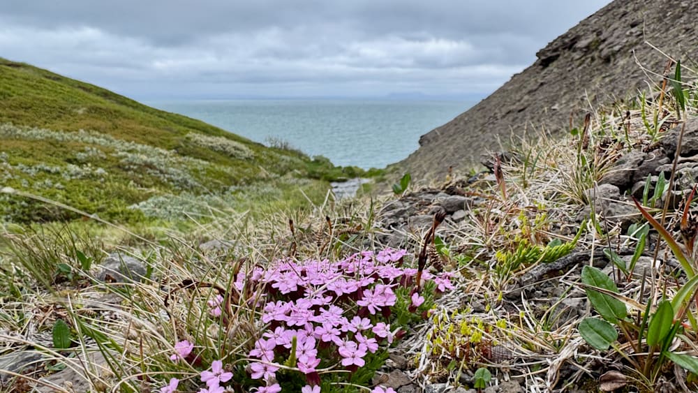 A field of purple flowers is shown with a body of water and a hill in the background.