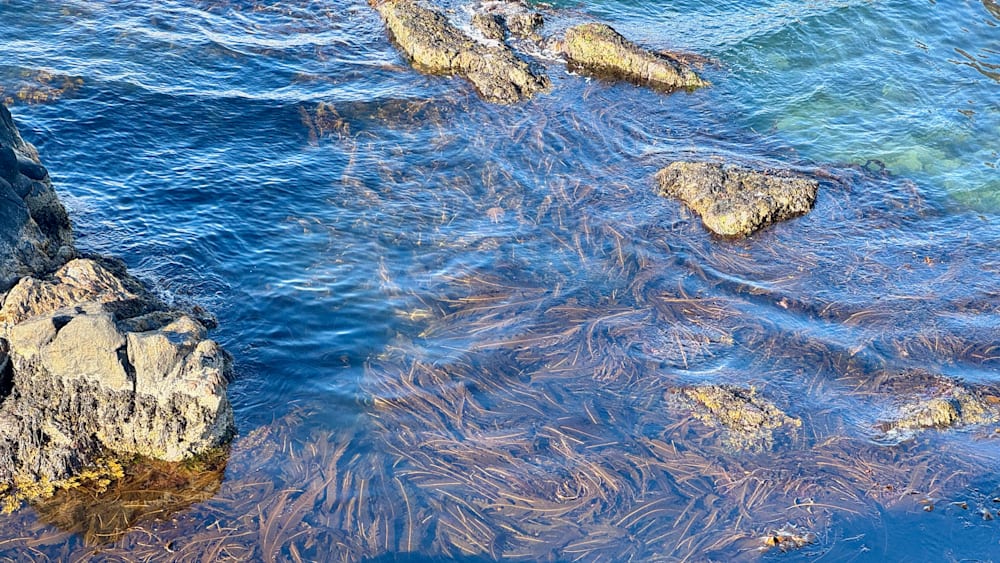 A body of water with floating seaweed on the surface.