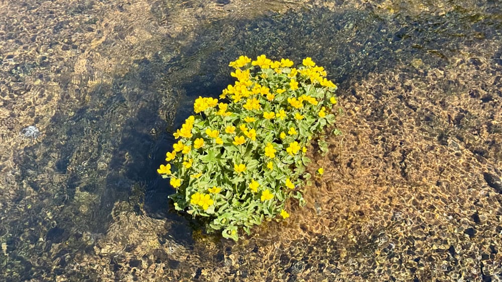 a small plant growing in water with yellow flowers.