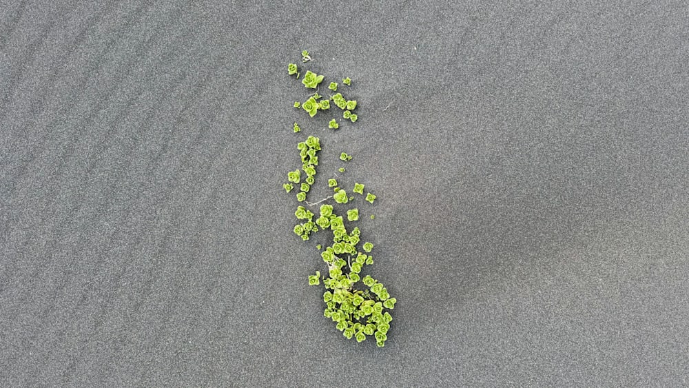 A small plant growing out of the sand with green leaves and a brown root.