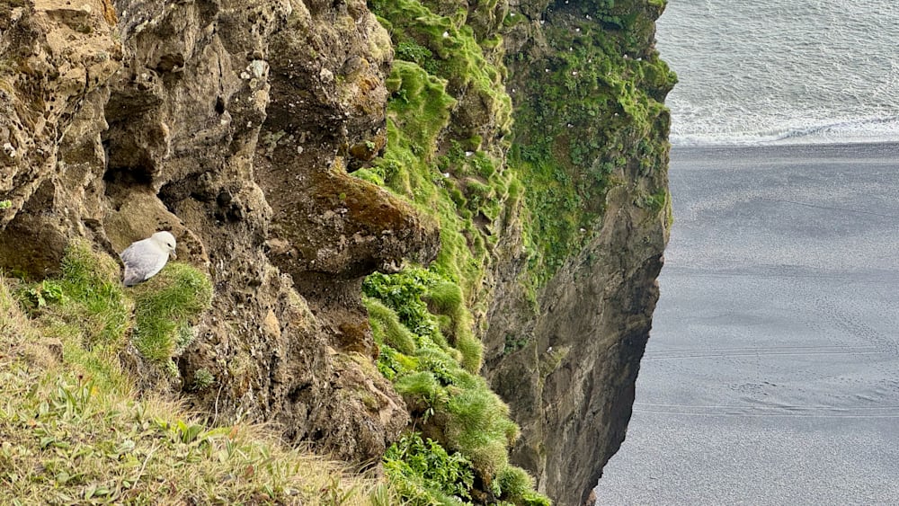 A cliff side with moss growing on it and birds flying around.