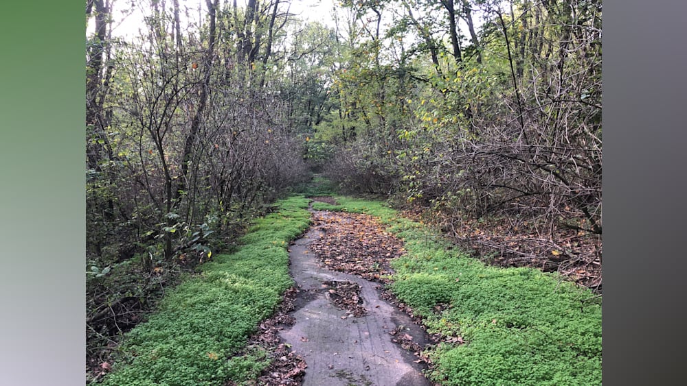 A path through the woods is shown with leaves on the ground.