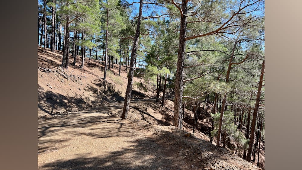 A dirt road winds up a hillside, surrounded by trees.