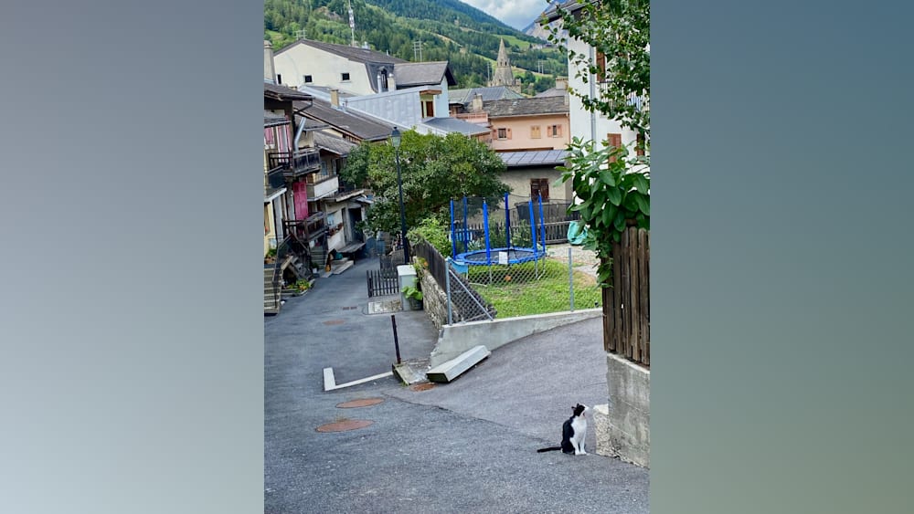 A black and white cat is standing near a trampoline in a yard.