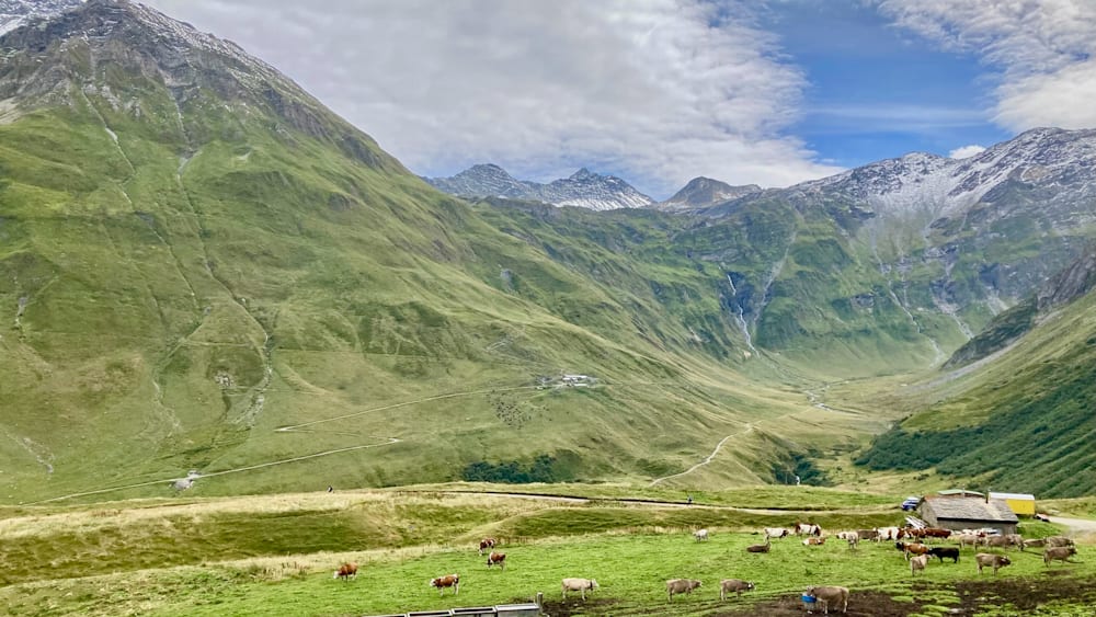 A field with cows grazing on a mountain with a blue sky in the background.