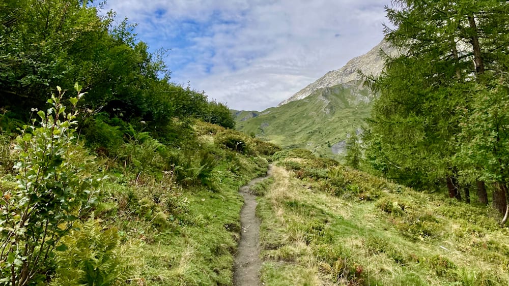 A path winds through a lush green forest.